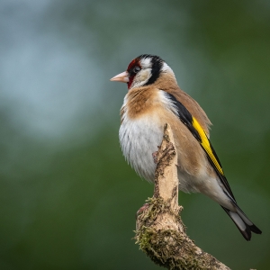 Redwell   15 06 2020   D500   Les 106.jpg